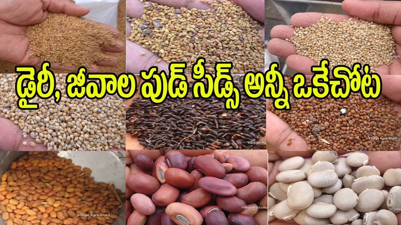 డైరీ, జీవాల సీడ్స్ | Dairy, Goat & Sheep All Organic Food Seeds For Sale Telugu 2019