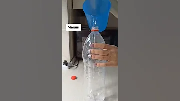 Мышеловка из бутылки с маслом если в доме появились новые жители