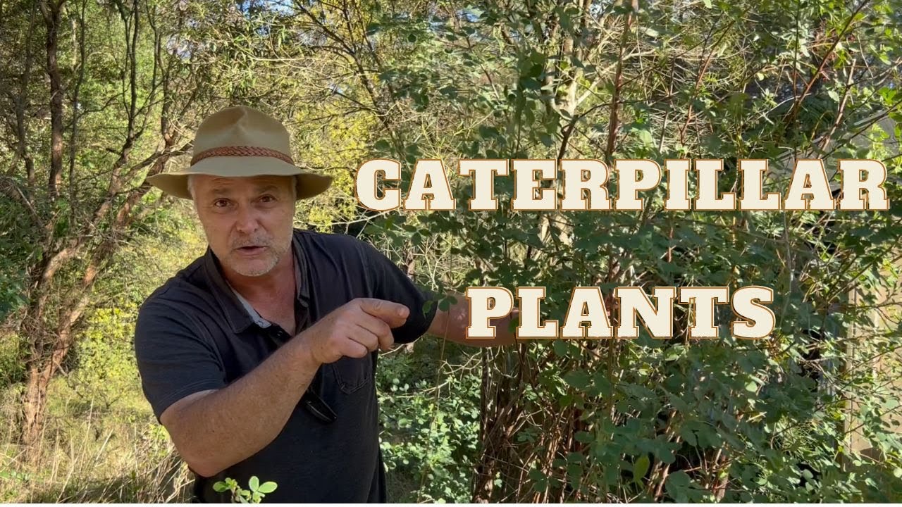 Host plants for Caterpillars and Butterflies. What do caterpillars eat