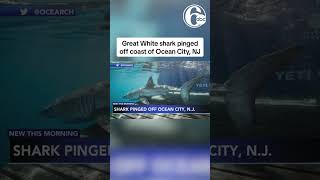 Great White Shark Pinged Off Jersey Shore Coast