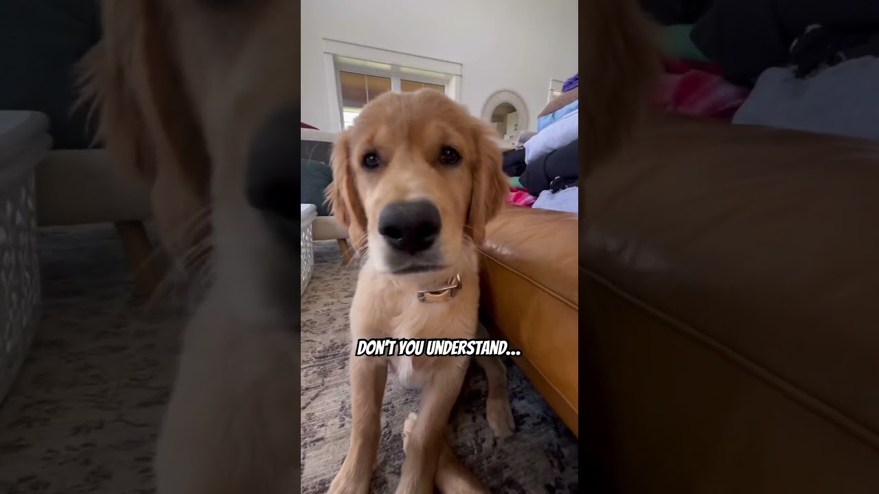 I’m a doggy🤪🐾 #dog #alvinandthechipmunks #dogshorts #youtubeshorts