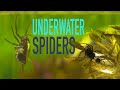 Spiders: They also live underwater.