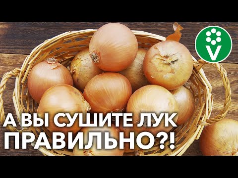 ВЕСЬ ЛУК ХОРОШО СОХРАНИТСЯ, если досушивать и хранить его так!