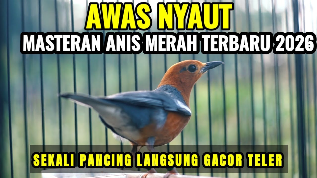 100% AMPUH MERANGSANG ANIS MERAH JANTAN IKUT BUNYI DAN LANGSUNG GACOR