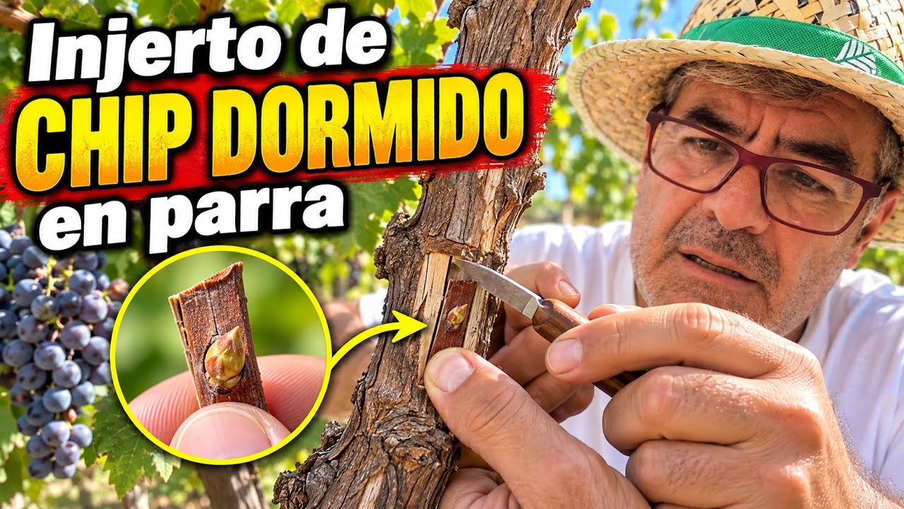 Injerto en parra a chip dormido.