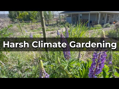 Video: Great Plains Gardening – հունիսյան տնկում Հյուսիսային Ժայռոտ լեռների շրջանում