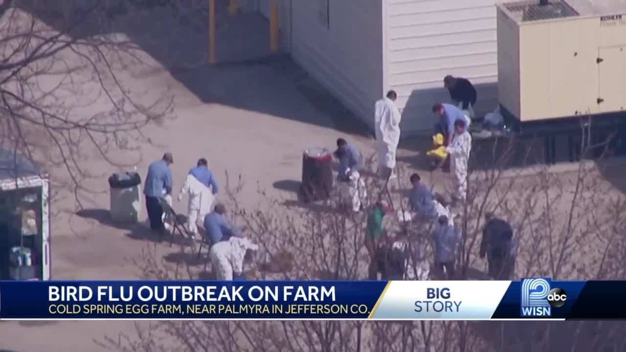 2 million chickens to be killed after bird flu outbreak - YouTube