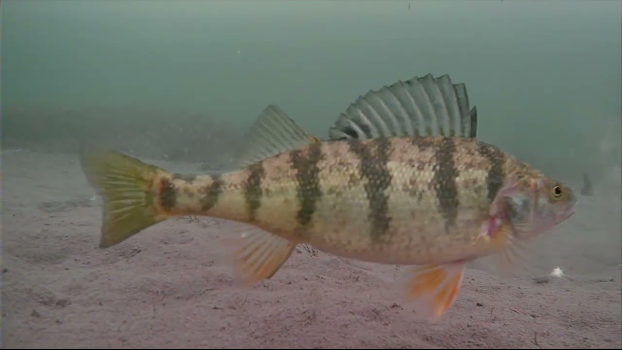 Perch & Sunfish Swan Lake British Columbia