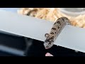 Pre-Thanksgiving Hognose Feeding