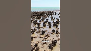 Cyanobacteria: The Ancient Oxygen Makers that Changed Earth Forever!