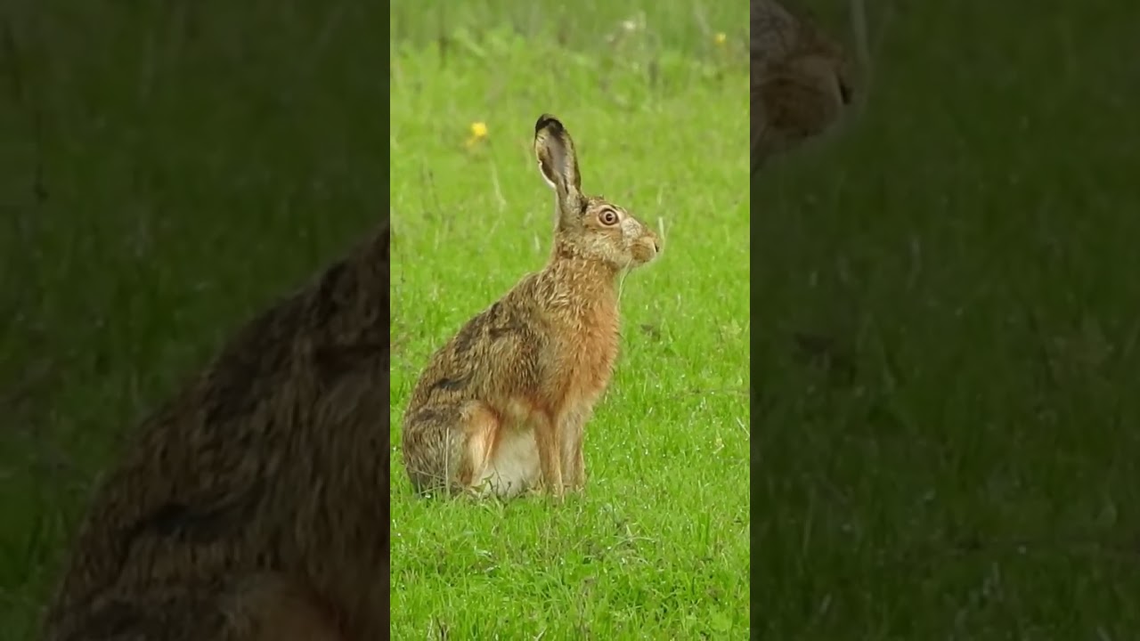 Poljski zajec (Lepus europaeus)
