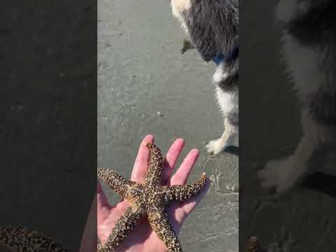 Starfish ⭐️