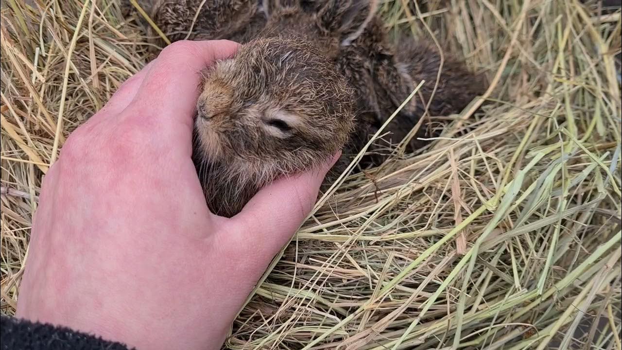 Зайчонок родившийся весной