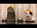 Cats wearing satsuma mandarin hats ring bells