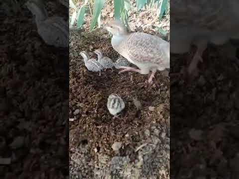 Vidéo: Perdrix grise, keklik, francolin, paon sont des oiseaux de la famille des faisans