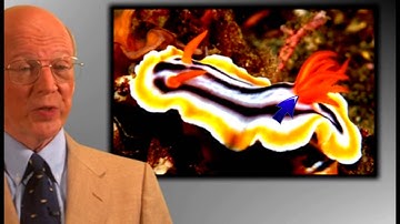 Nudibranchs Defense Mechanism!