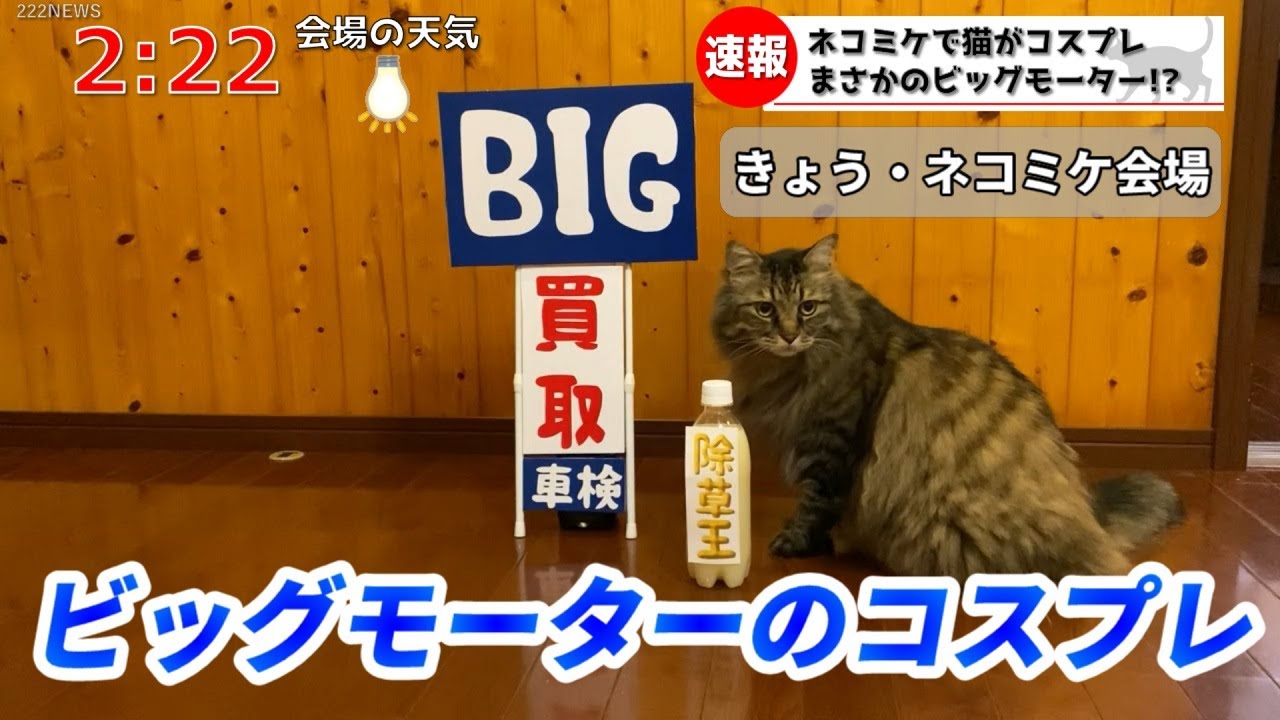 猫がビッグモーターのコスプレをしました。【猫ニュース】 - YouTube