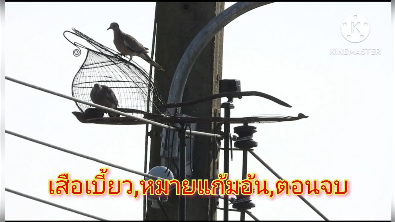 #ต่อนกเขาใหญ่