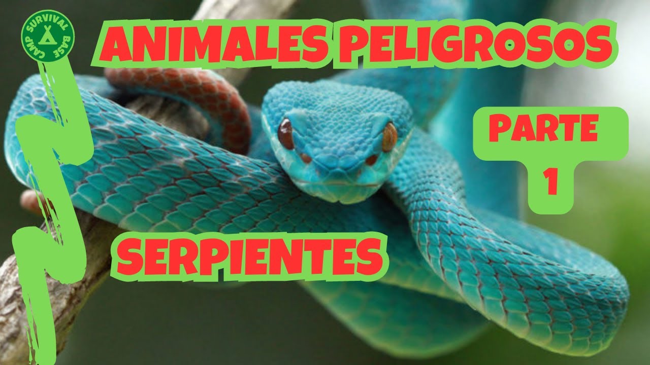 ⚠️ 𝐀𝐍𝐈𝐌𝐀𝐋𝐄𝐒 𝐏𝐄𝐋𝐈𝐆𝐑𝐎𝐒𝐎𝐒 ⚠️ 𝐏𝐀𝐑𝐓𝐄 𝟏 🐍 Serpientes venenosas en España 🇪🇦