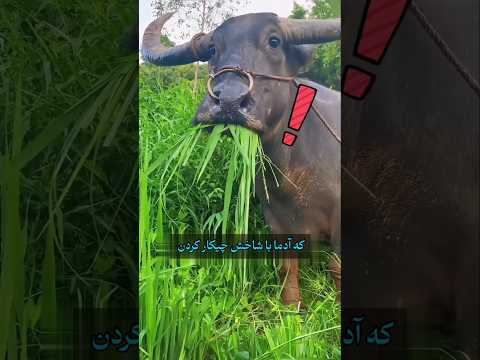 این فقط شاخ نیست یک اثر هنریه