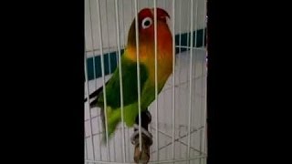 Love Bird Ngekek Panjang Juara Nasional