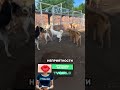 😱Легенда приюта наводит порядок одним взглядом💪👍