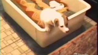 smart animals 1.wmv