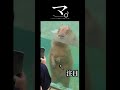 マ。-マイペースなカピバラについて-のサムネイル