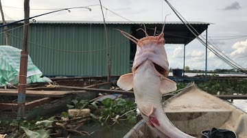 Câu cá bè gần cầu RẠCH MIỄU | Dính. Cá ngát, cá lăng, tôm càng, cá mè.... |Giật sướng tay