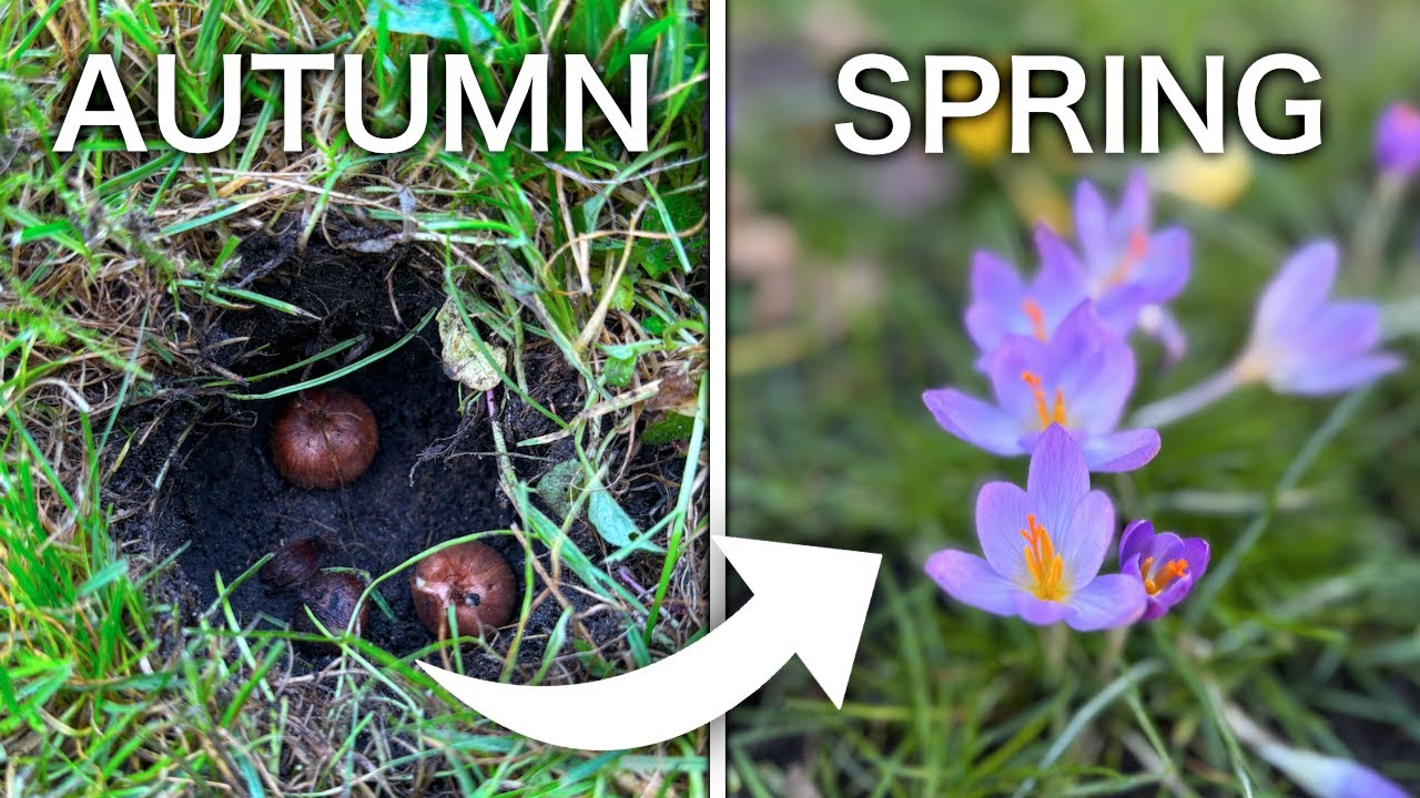 Высаживаем газон из крокусов и подснежников к следующей весне!