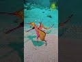 Leafy Seadrago (اژده‌های دریایی)#shortvideo #shortyoutube #leafyseadragon