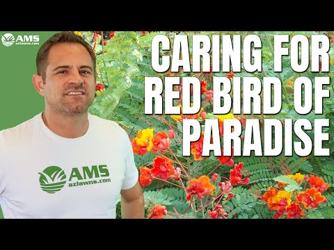 Vidéo: Mexican Bird Of Paradise In Planters – Cultivez Mexican Bird Of Paradise In A Pot