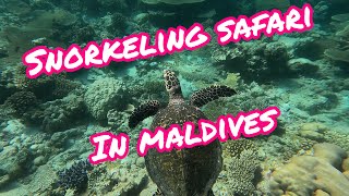 Snorkelling Safari in Maldives | February 2023