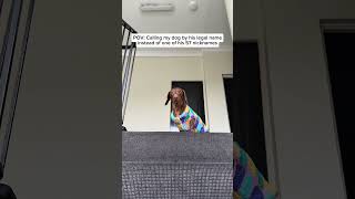 Anyone else never call their dog their actual name? 😅😅😅 #nicknames #dachshund #harrypotter