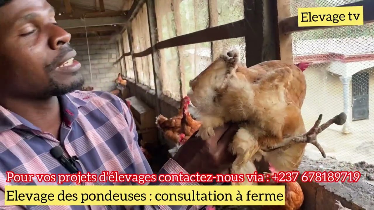 Élevage des pondeuses en Afrique activité économique Fortement rentable