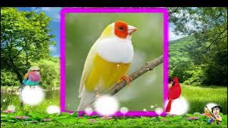 And the birds were singing ( Alain Morisod - Sweet People ).