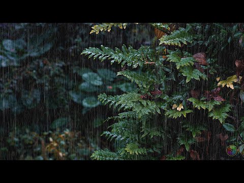 ✅世界は最高のリラックスできる雷雨の音、リラックスできる眠っている雨の音を認識しました