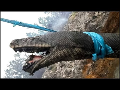 Video: Salamandra gigante (gigantesca): descripción, dimensiones