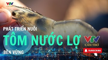 PHÁT TRIỂN TÔM NƯỚC LỢ BỀN VỮNG - NÔNG NGHIỆP 4.0| VTV CẦN THƠ