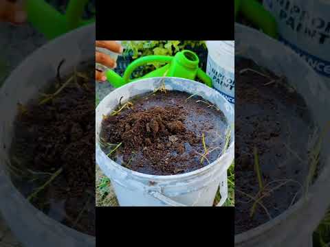 weed liquid fertilizer #shorts