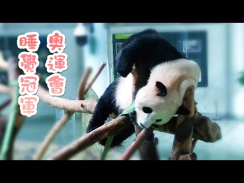 《熊貓早晚安》熊貓代表隊參加奧運睡覺比賽，拿超多金牌 | iPanda熊貓頻道