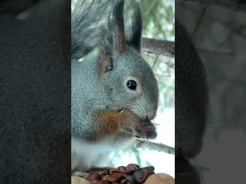 Серенькая белка крупным