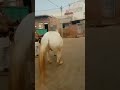 Raj chaudhary horse farm falain