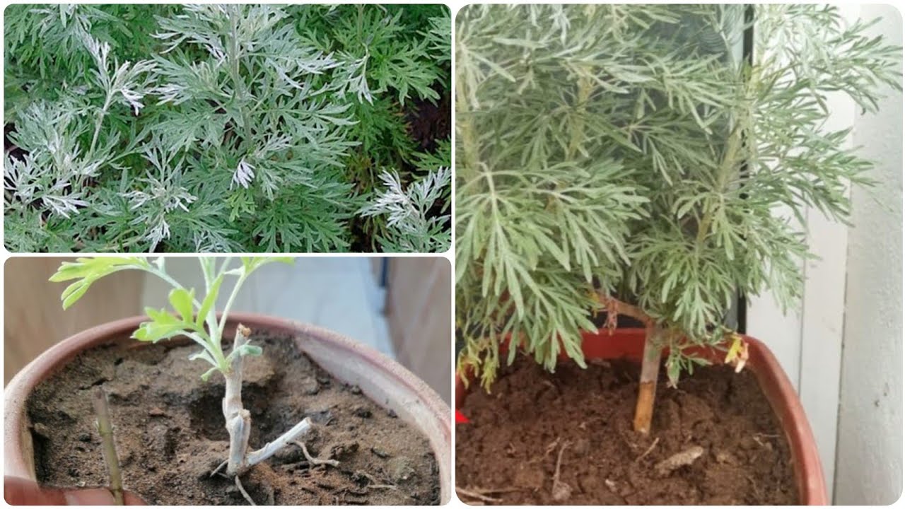 أسرار زراعة الشيبة:🌿 في منزلك من العقل كل ما تحتاج معرفته[دليل كامل للمبتدئين]