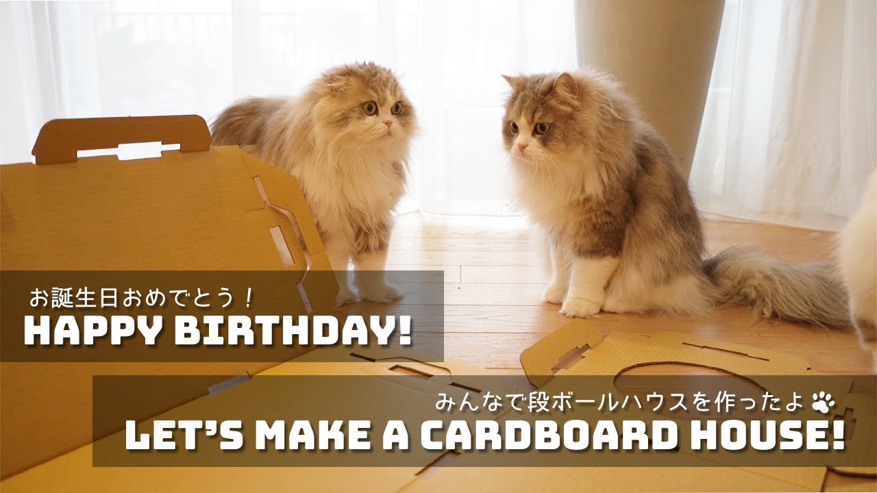 Happy Birthday お誕生日おめでとう 猫たちに段ボールハウスをプレゼントしました Utamaruru Cat Youtube Happy Birthday お誕生日おめでとう 猫たちに段ボールハウスをプレゼントしました Utamaruru Cat Youtube