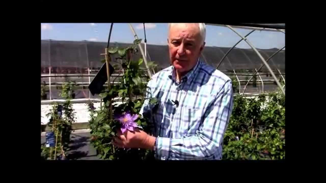 Clematis Crystal Fountain, Raymond Evison® Clematis by Overdevest Nurseries