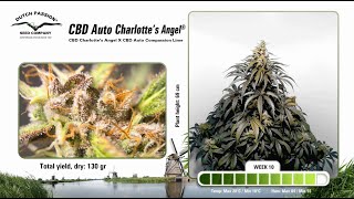 CBD Auto Charlotte's Angel - Timelapse of Growing Cannabis