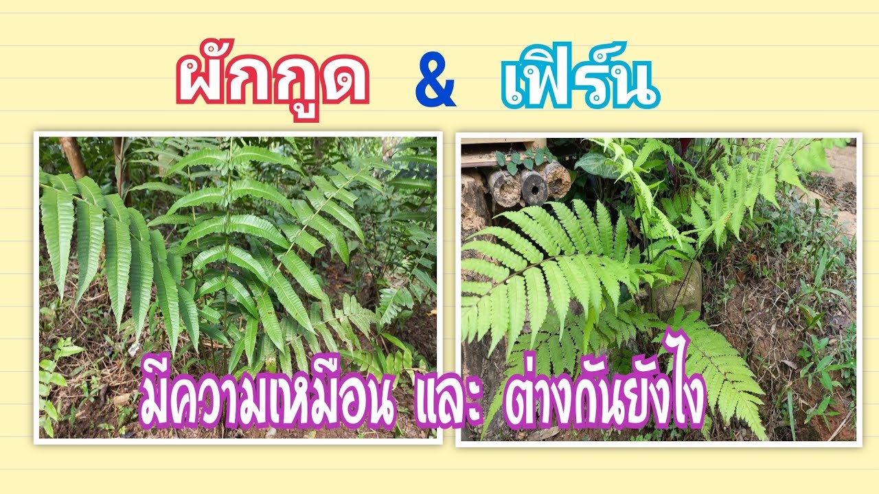 ผักกูด กับ เฟิร์น ต่างกันอย่างไร