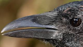 New Music Initiative Concert with Mizzou and World Bird Sanctuary @worldchesshof