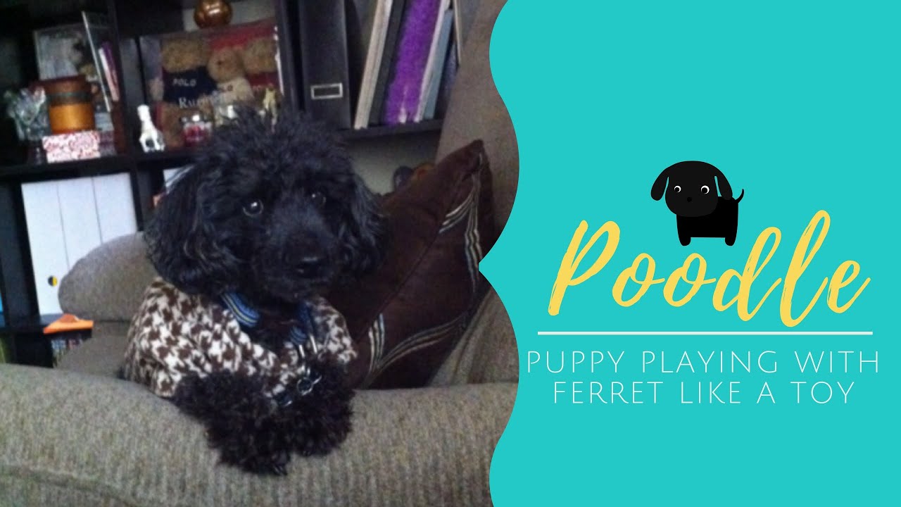 Poodle Puppy Playing with Ferret Like a Toy YouTube